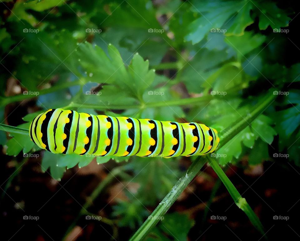 Swallow tailed butterfly caterpillar munching a parsley plant.
