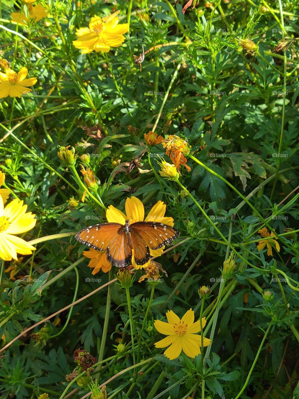Monarch butterfly  resting on yellow desert wildflower