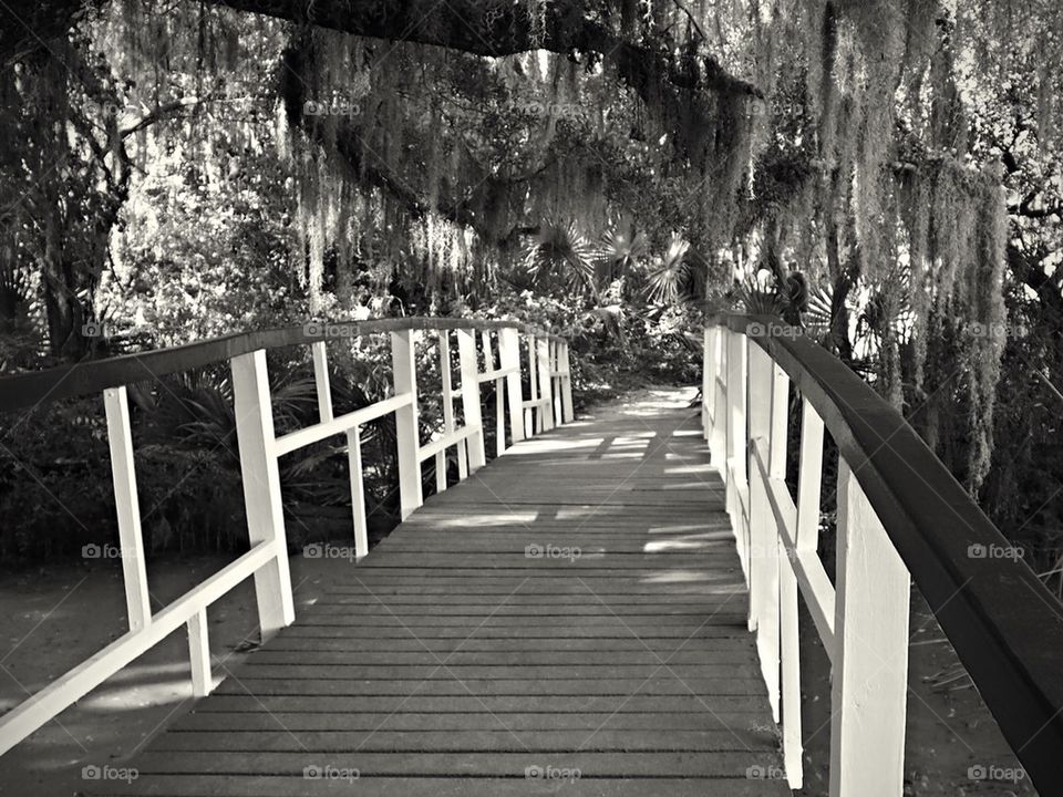 Under the Oaks