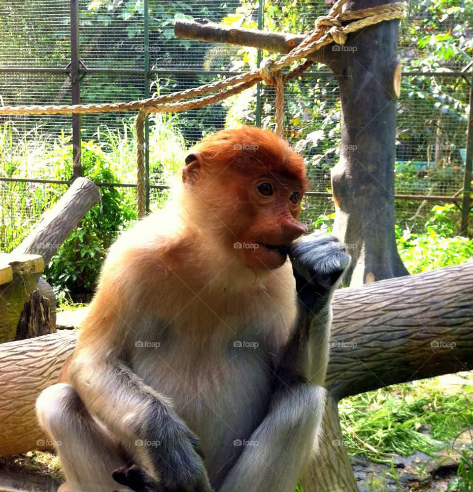 travel animal mammals zoo by linderborg