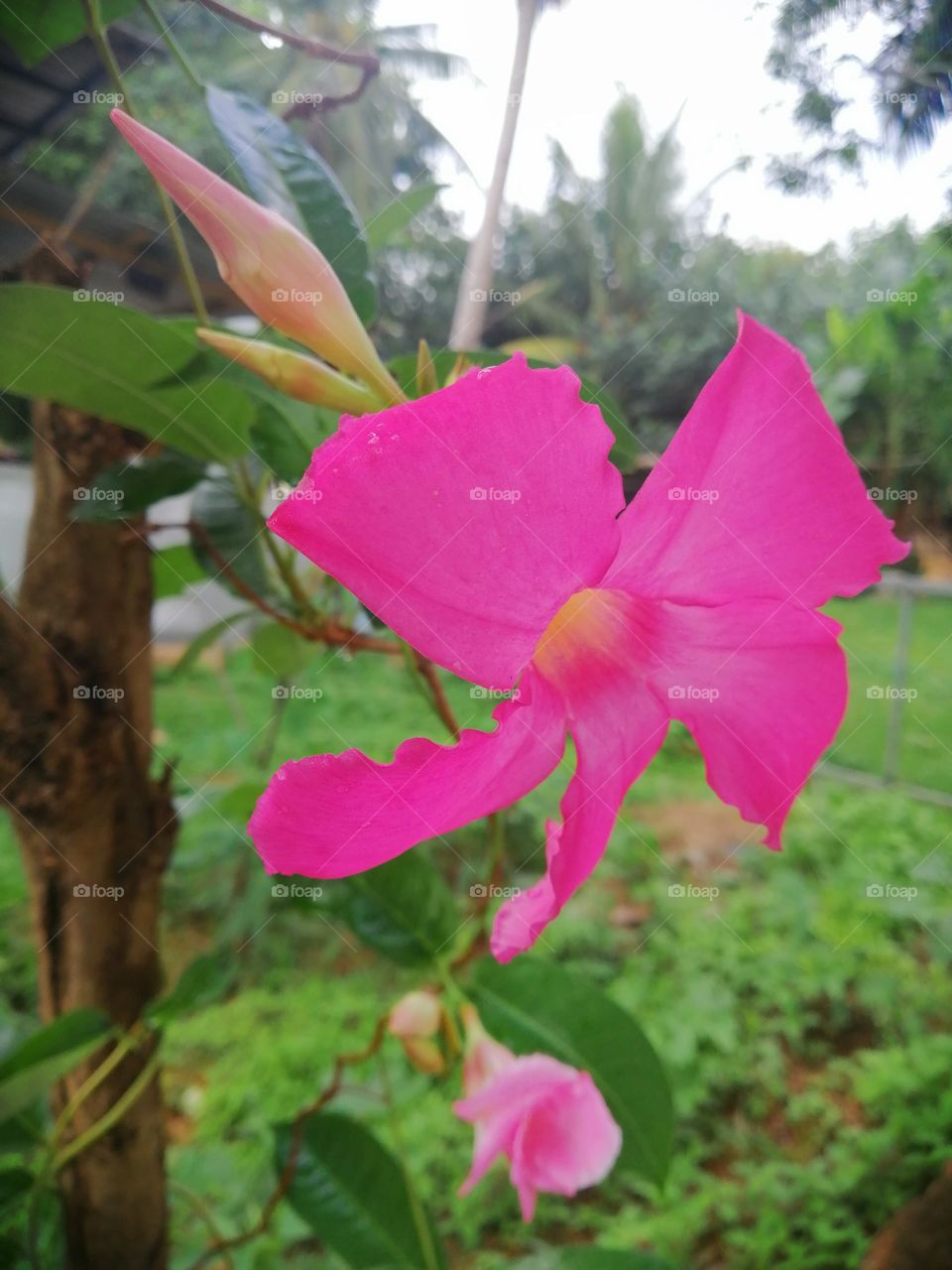 pinky flower