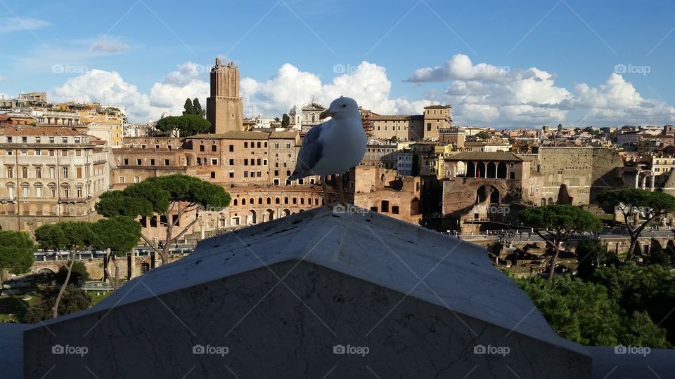 Rome Bird. Seagull sightseeing in Rome