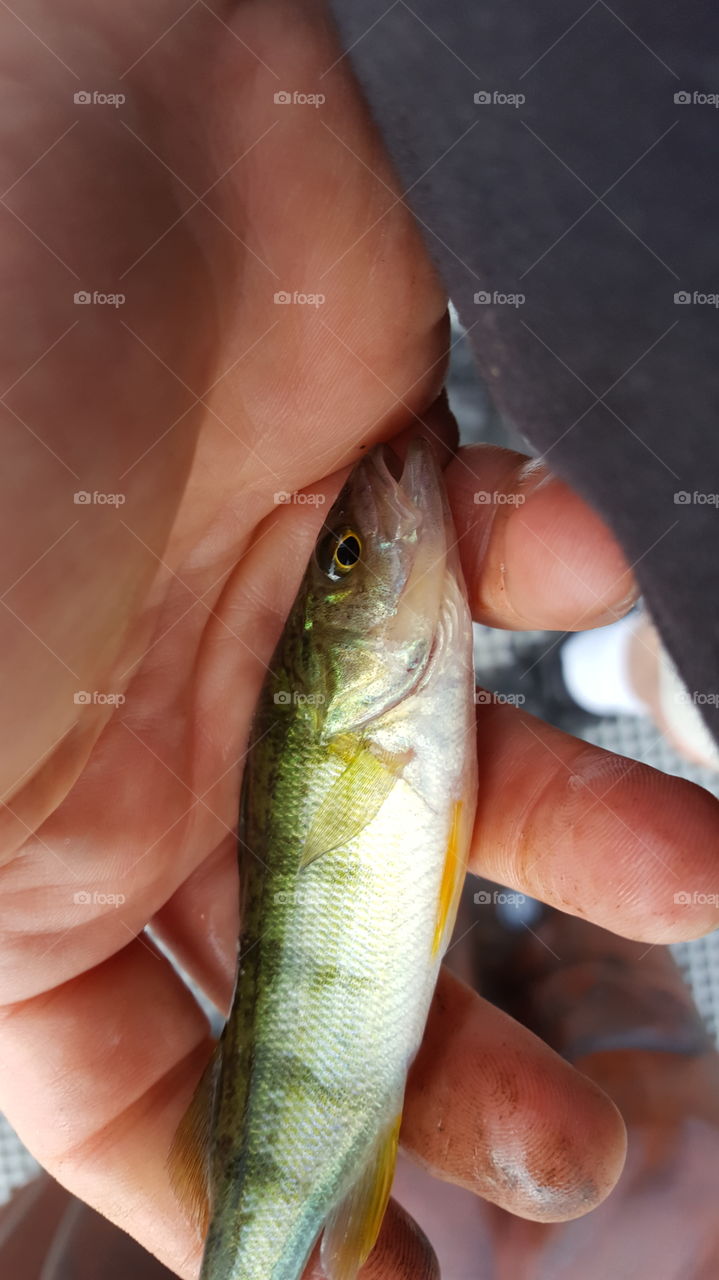 tiny frakking perch