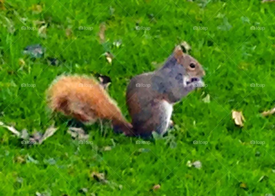 Squirrel eating nuts 