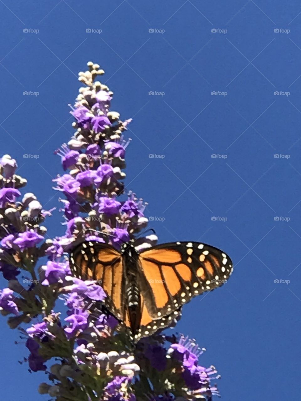 Texas Lilac and butterflies 