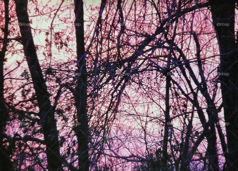 Sunset through the Trees