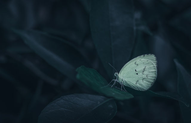 Butterfly on a leaf in the gloomy forest