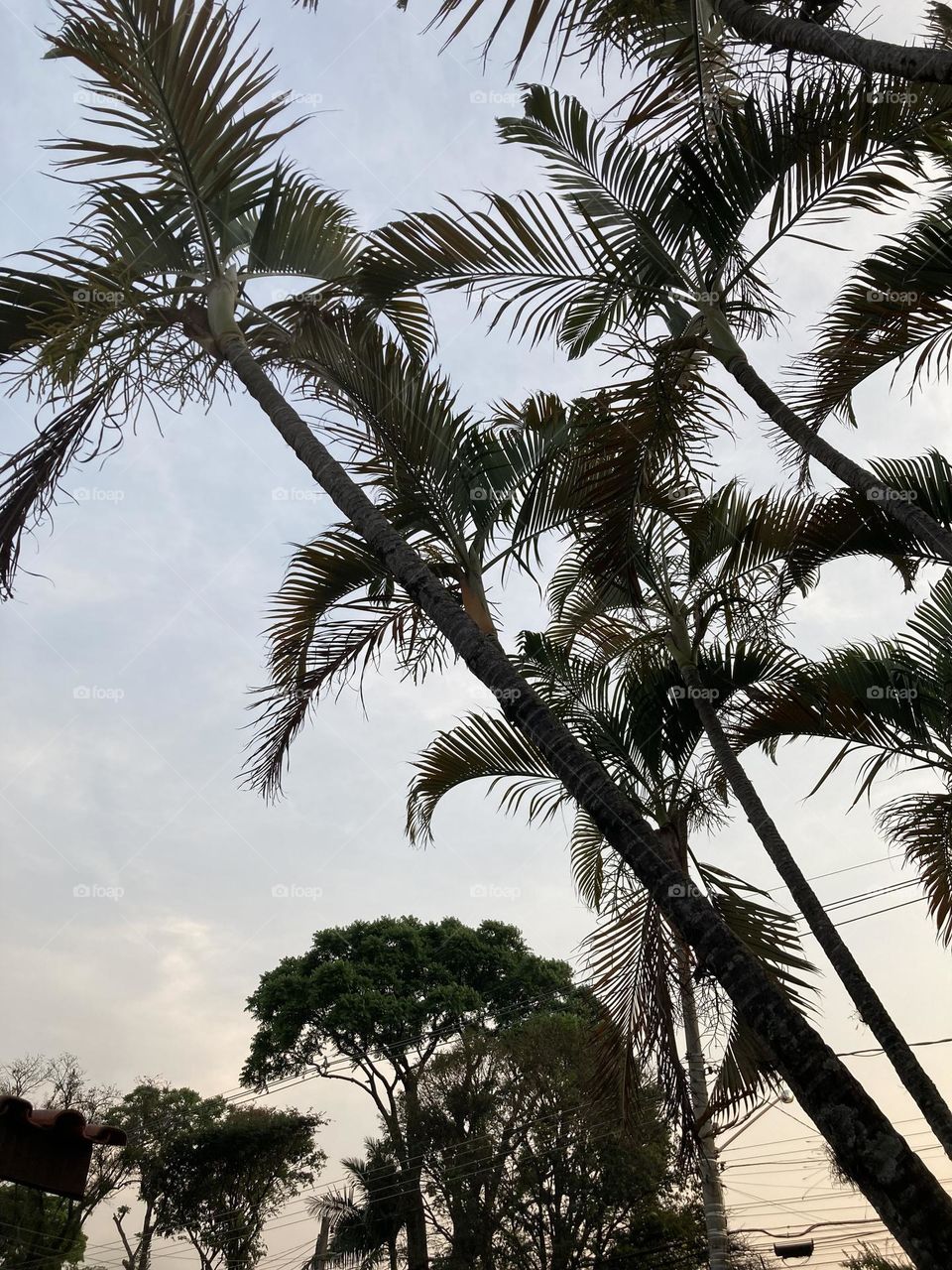 🌄🇺🇸 An extremely beautiful dawn in Jundiaí, interior of Brazil. Cheer the nature! / 🇧🇷 Um amanhecer extremamente bonito em Jundiaí, interior do Brasil. Viva a natureza! 