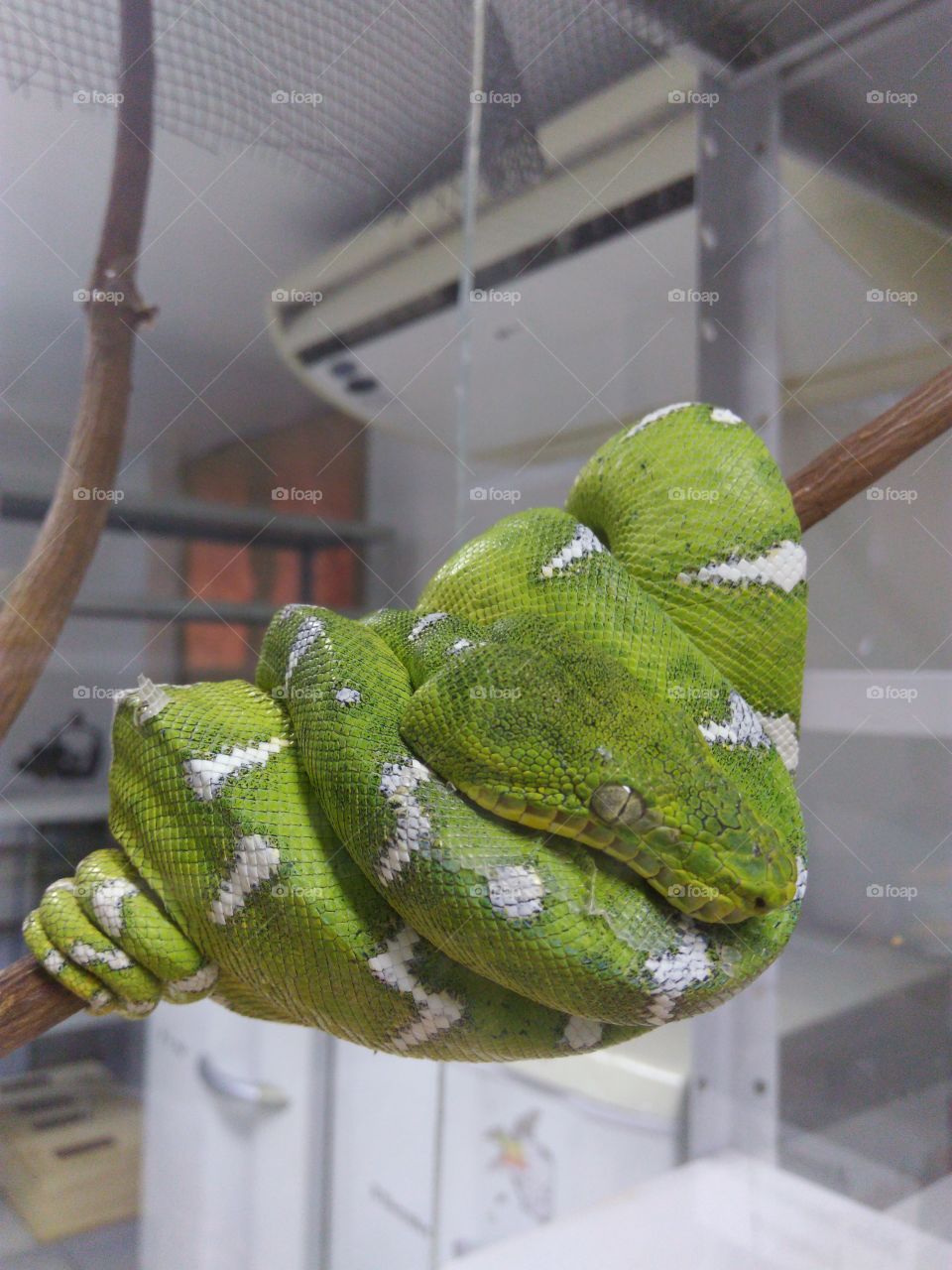 Cobra-papagaio (Corallus batesii),perinquitamboia, araboia, araramboia, jiboia-verde, píton-verde-da-árvore. Amazônia.