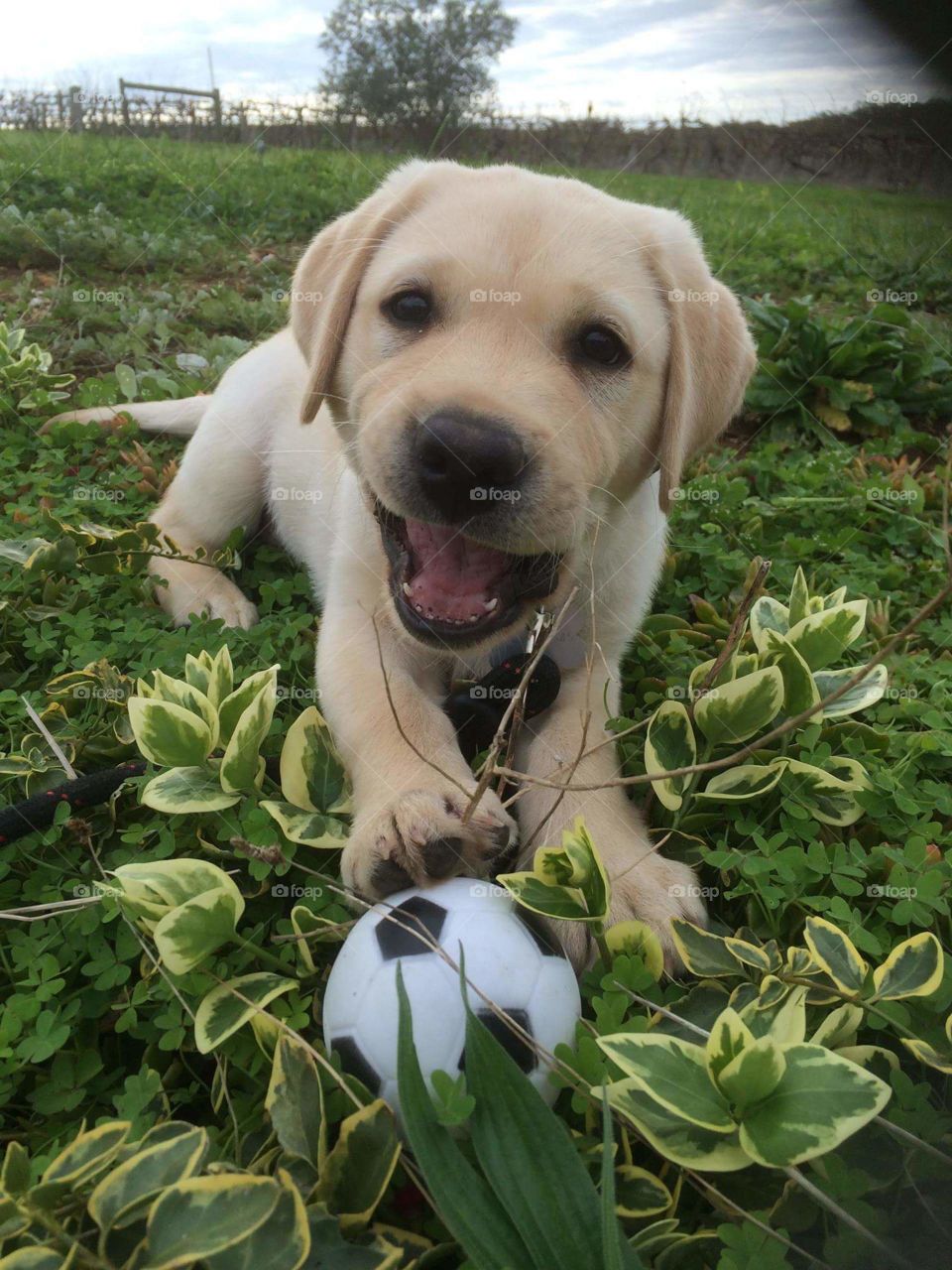 Puppy with ball. friends pet