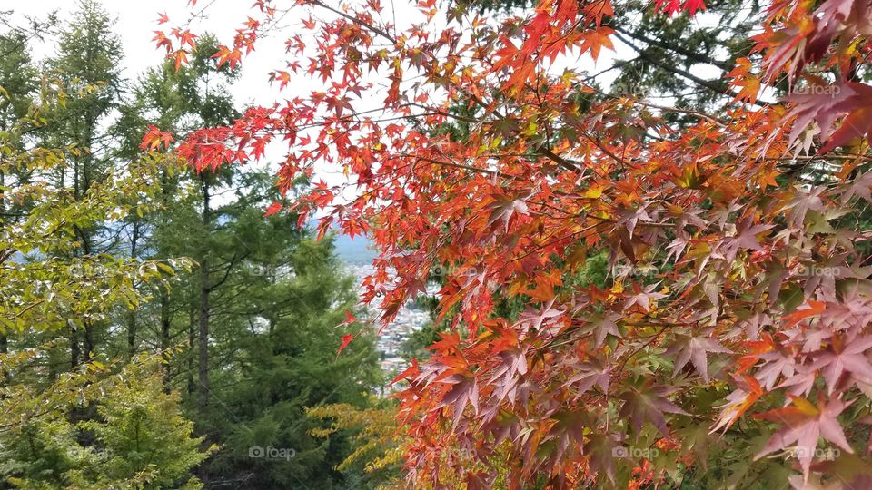 Fall foliage