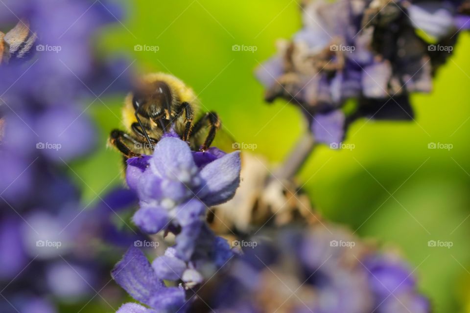 Bumblebee on purple flower