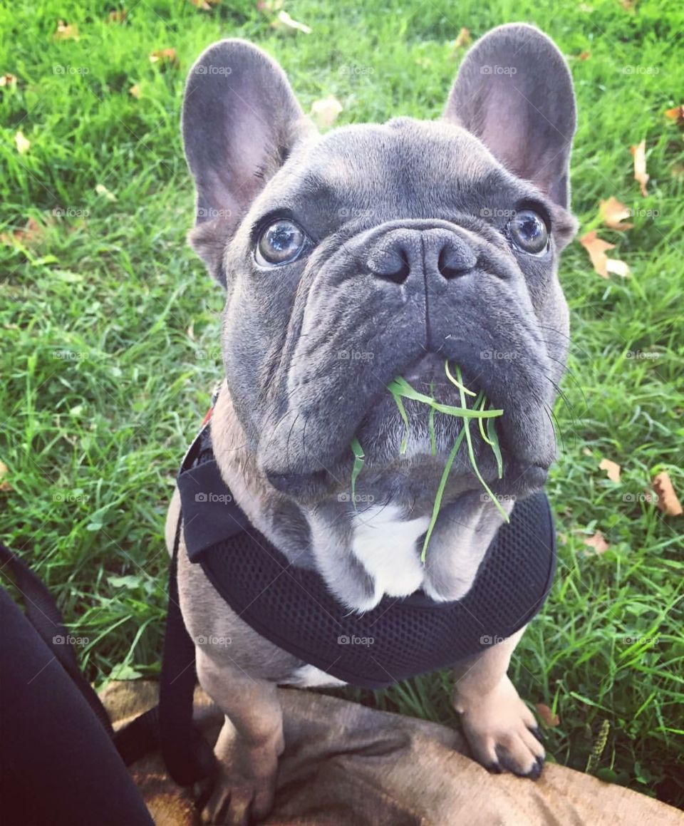 Frenchie eating grass