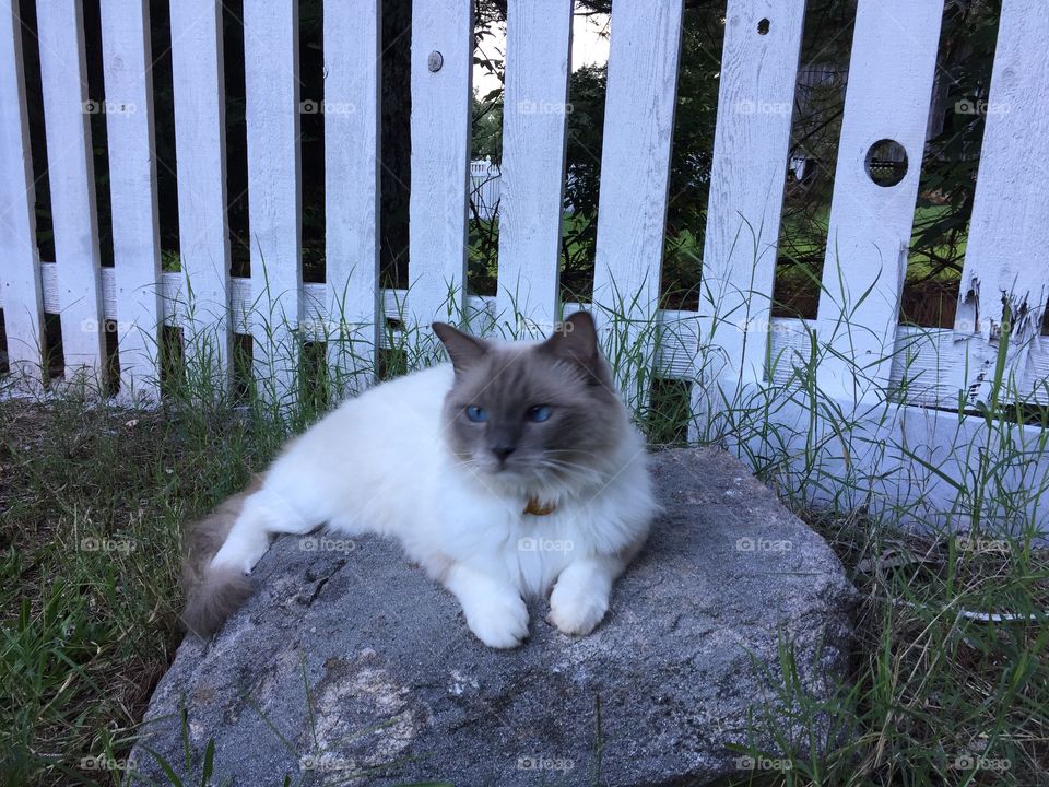 Cat on a rock