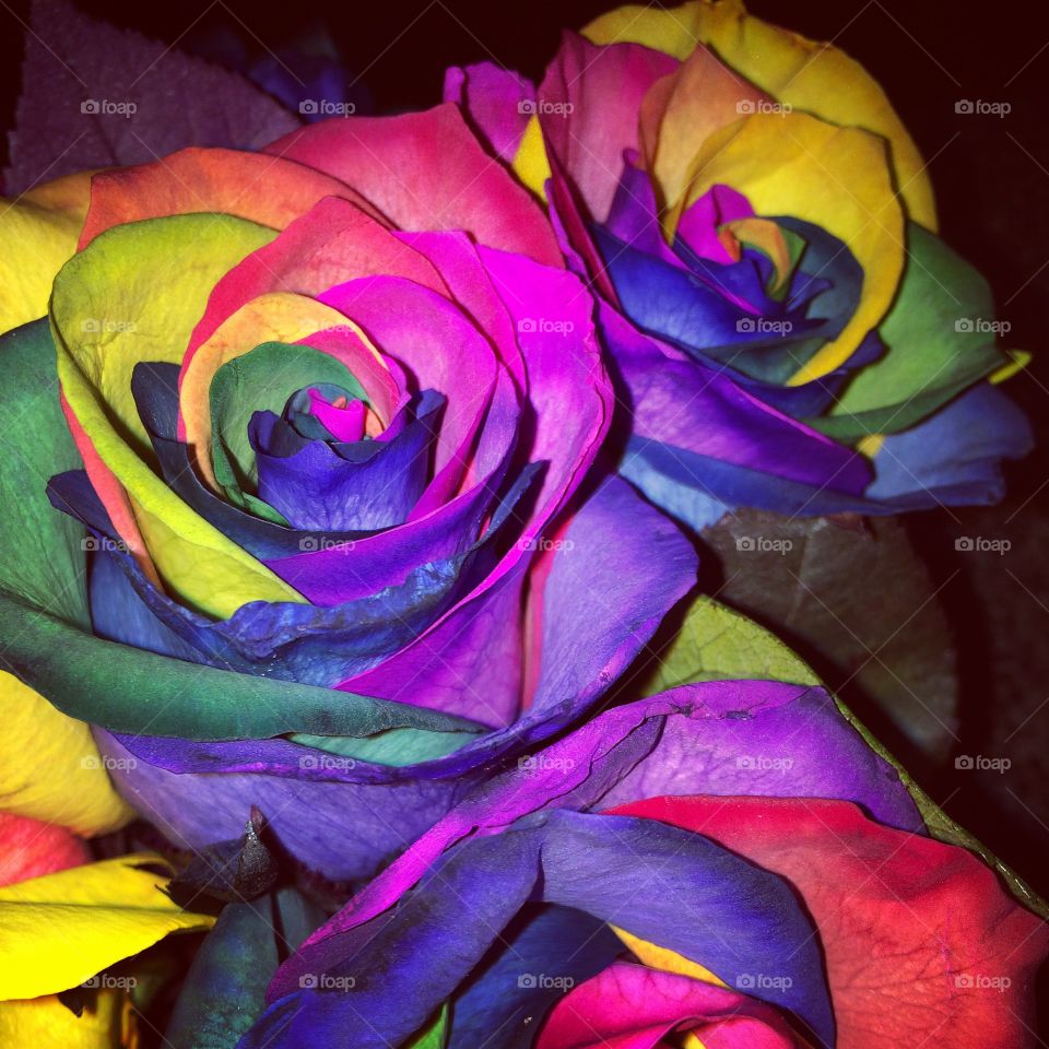 Rainbow roses