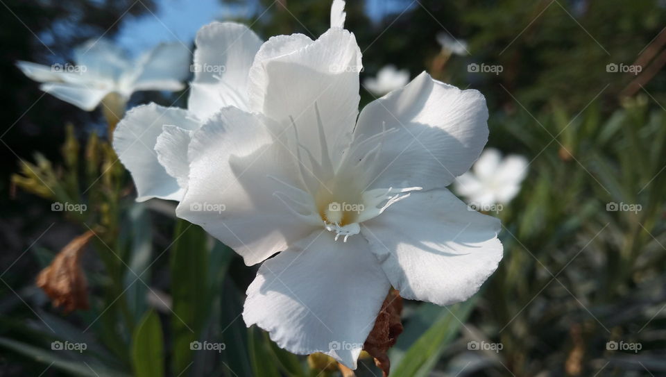 White flower