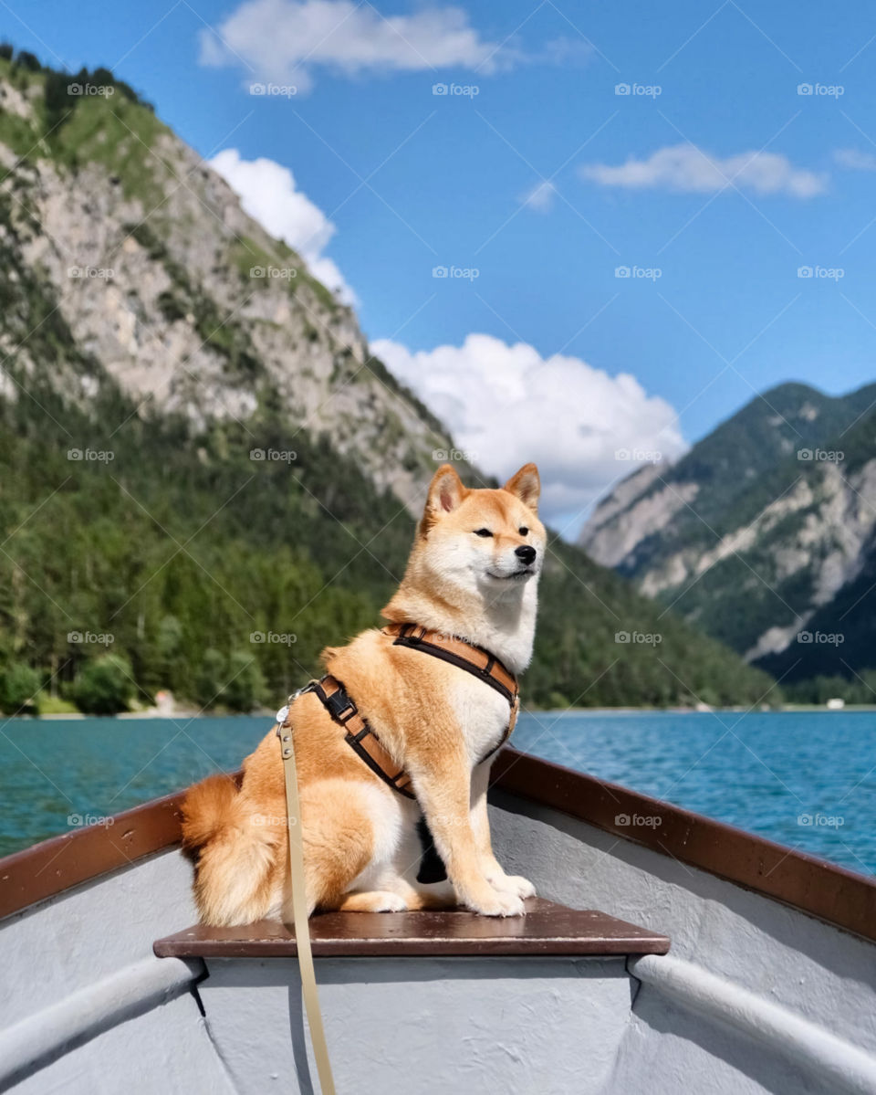 Photo Of Dog Sitting On The Boat