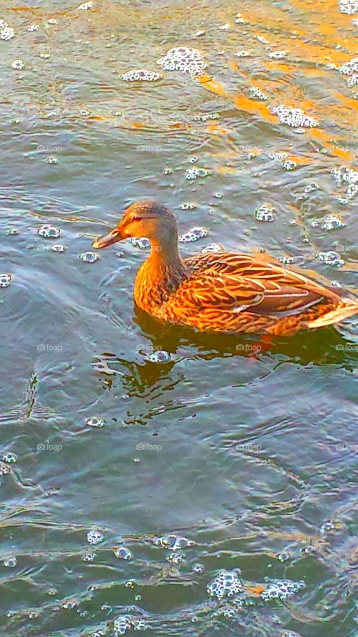 "Mallard Duck"
