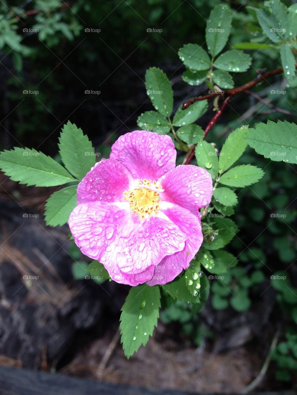 Beauty of Thomas Creek