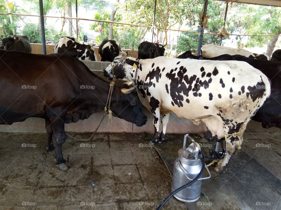 h f milking cow