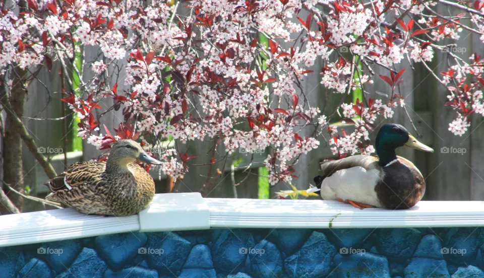 ducks