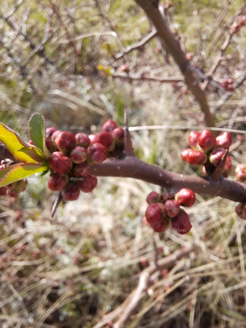 budding red quince flowers  on the background of dry grass