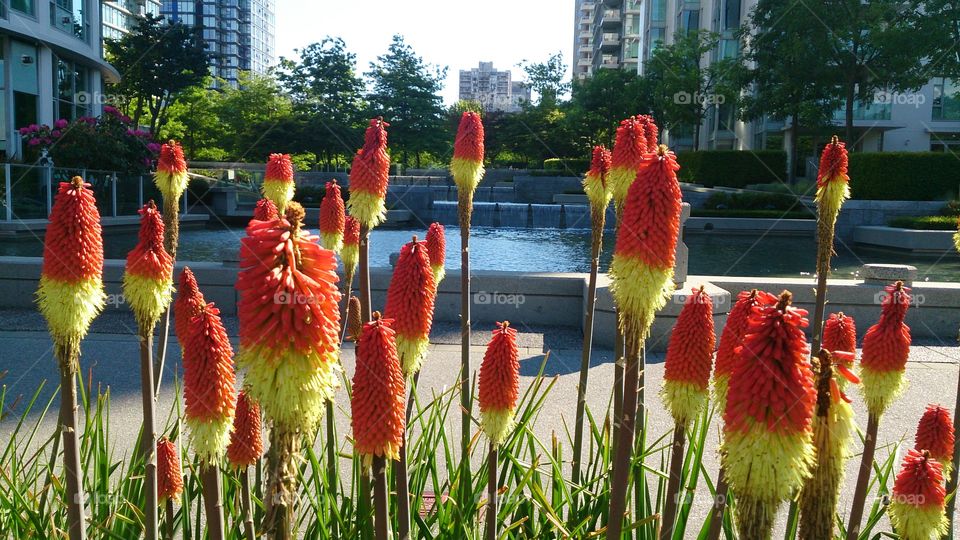 popsicle flower . weird flowers and water feature 