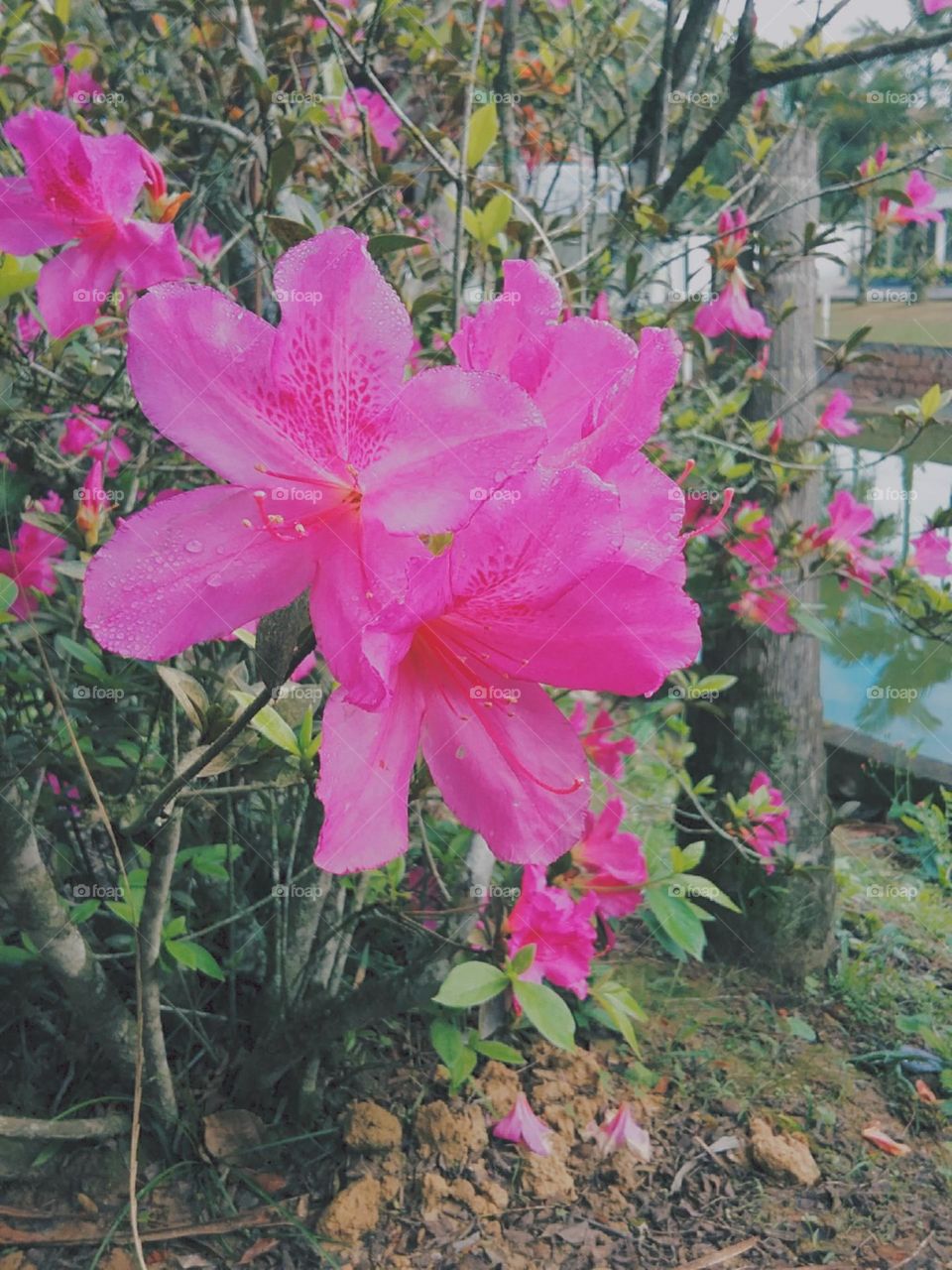 A cor intensa é da Azaleia.