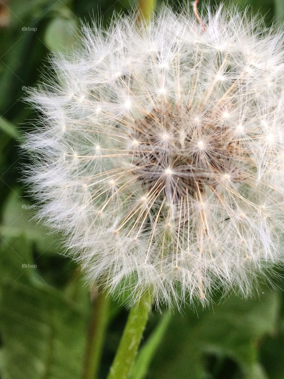 Close up of a dandelion 