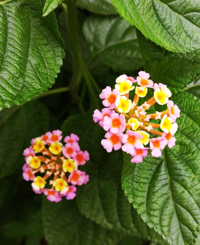 Natural nature's beauty.