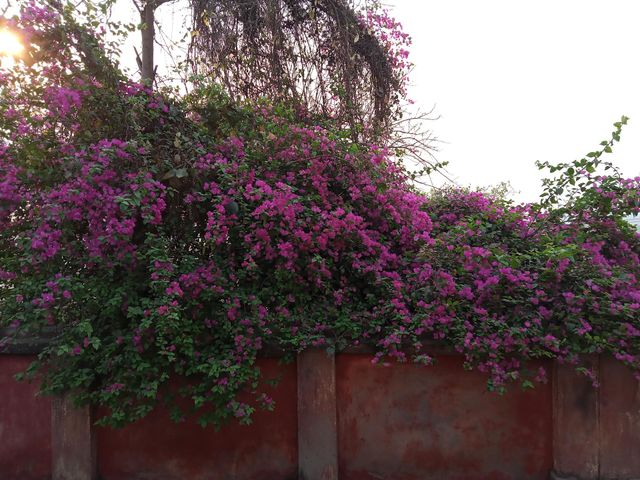A beautiful picture of pink flower