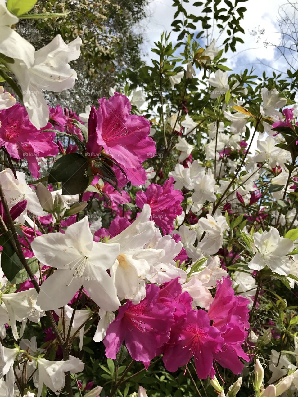 Azaleas 