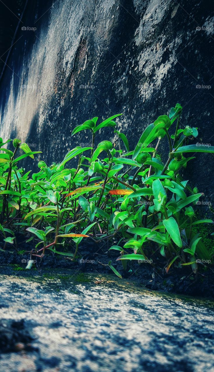 green colour stories