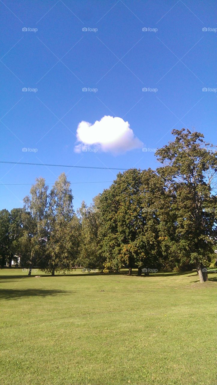 clear blue sky and tree's