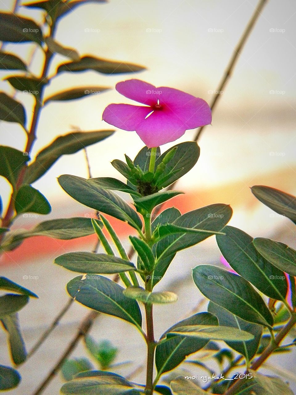 simple color of flower