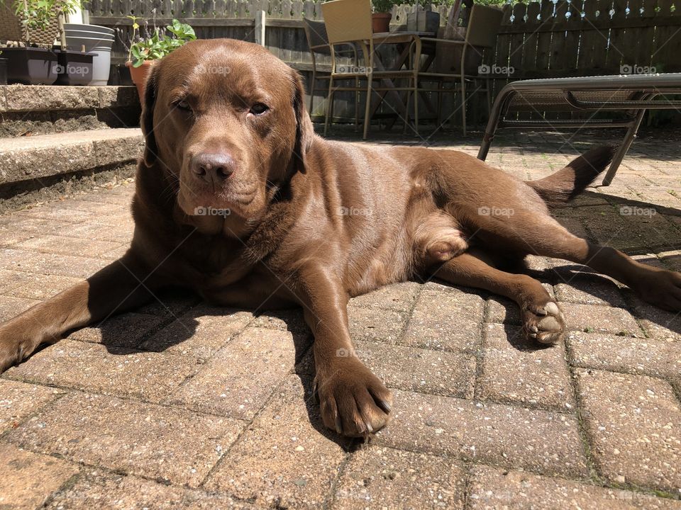 Chocolate Lab Relaxed and Lounging on Patio.  Life is good 