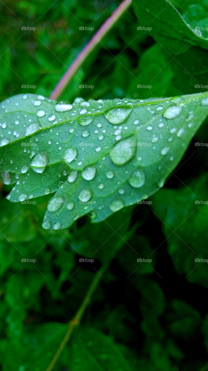 Beautiful leaf with drops on it