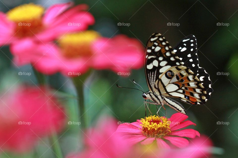 lime butterfly with pink flowers