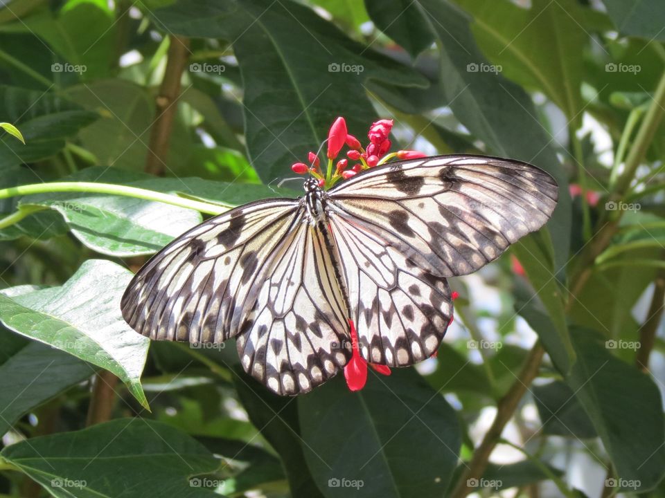 Malabar Tree Nymph with open wings.