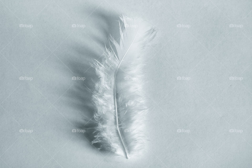 White feather on white background