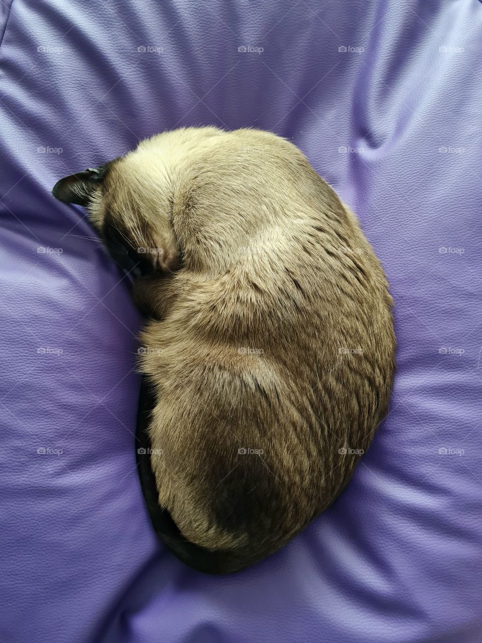 Cat sleeping on the violet pouf