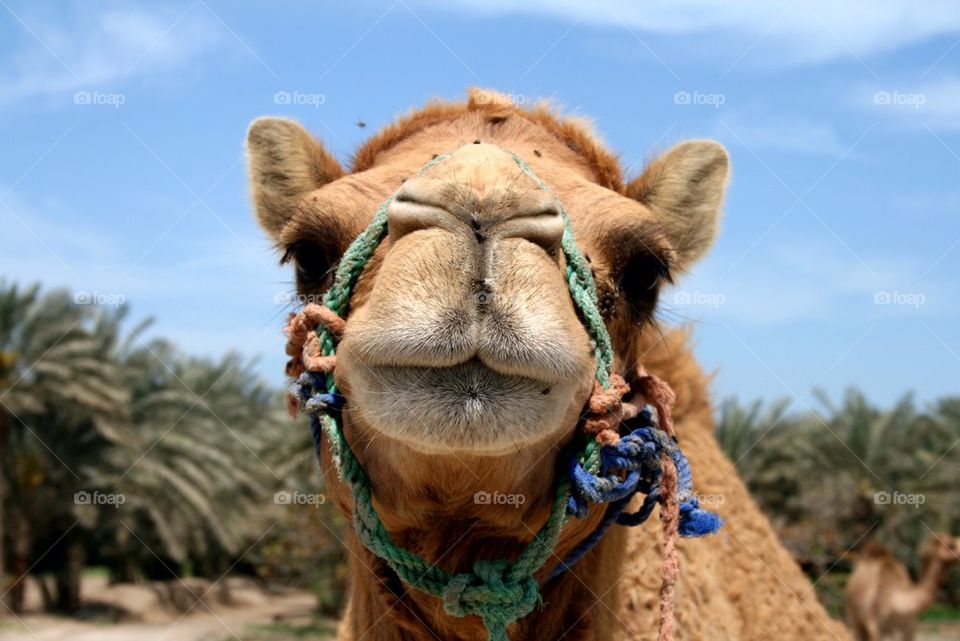 Camel says hi!