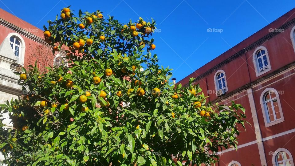 Oranges