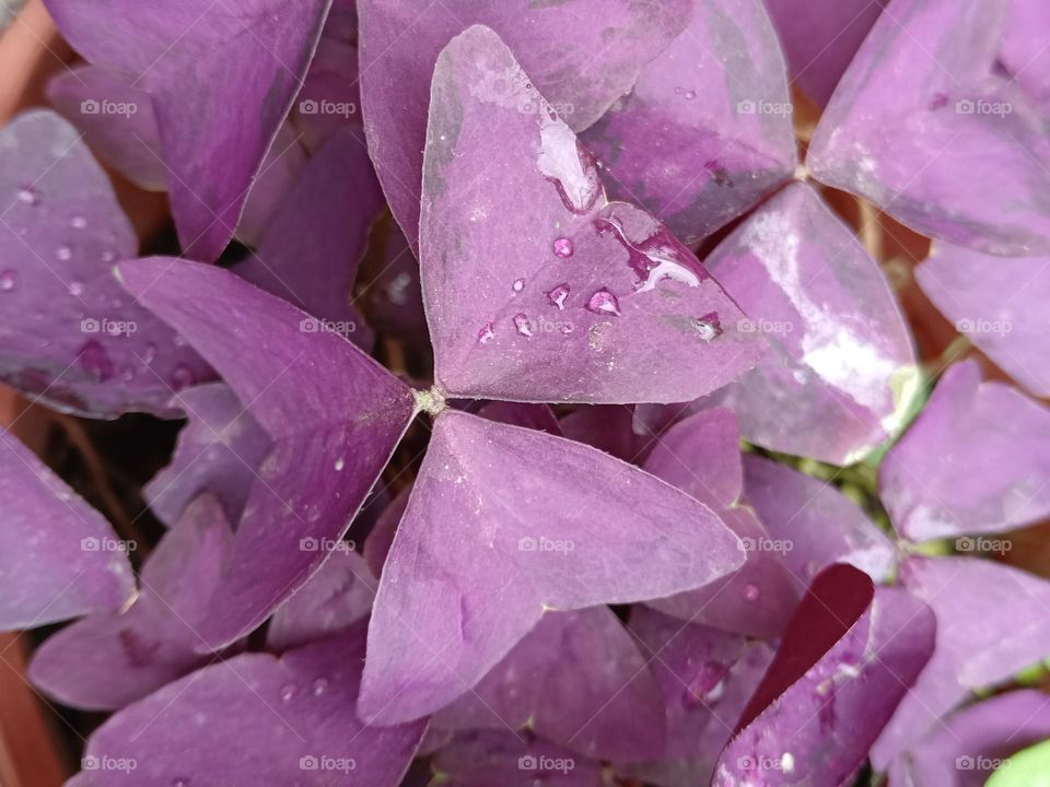 Oxalis triangularis
