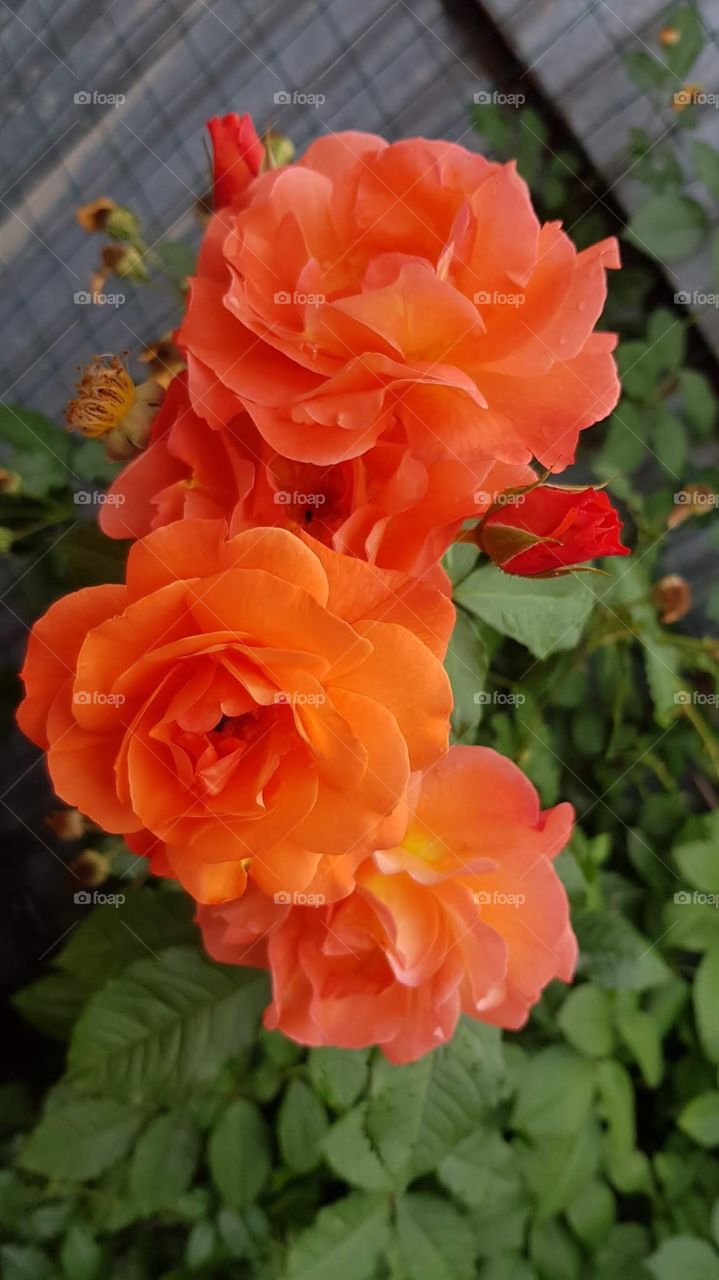 Orange roses lovely Inflorescence.