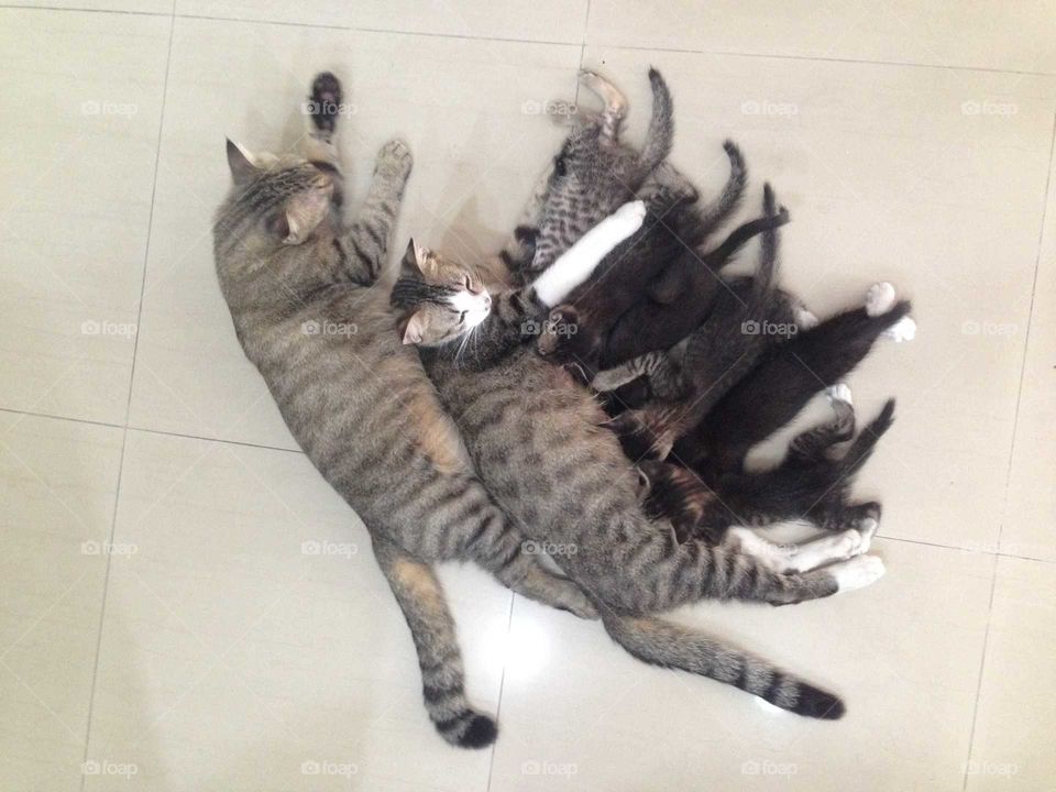 Lovely cat family