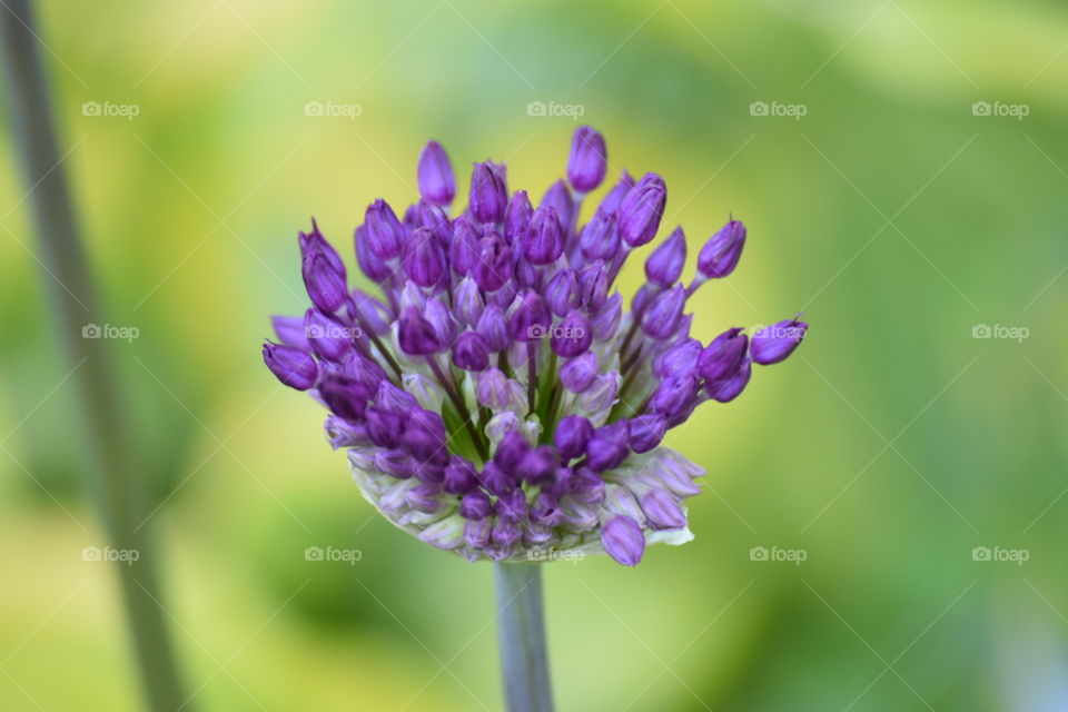 purple buds