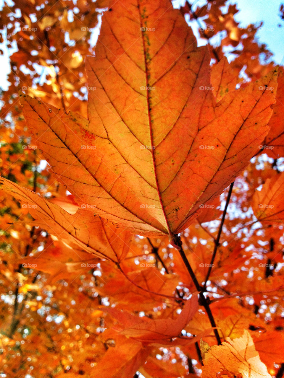 tennessee macro closeup tree by ohhlookabunny