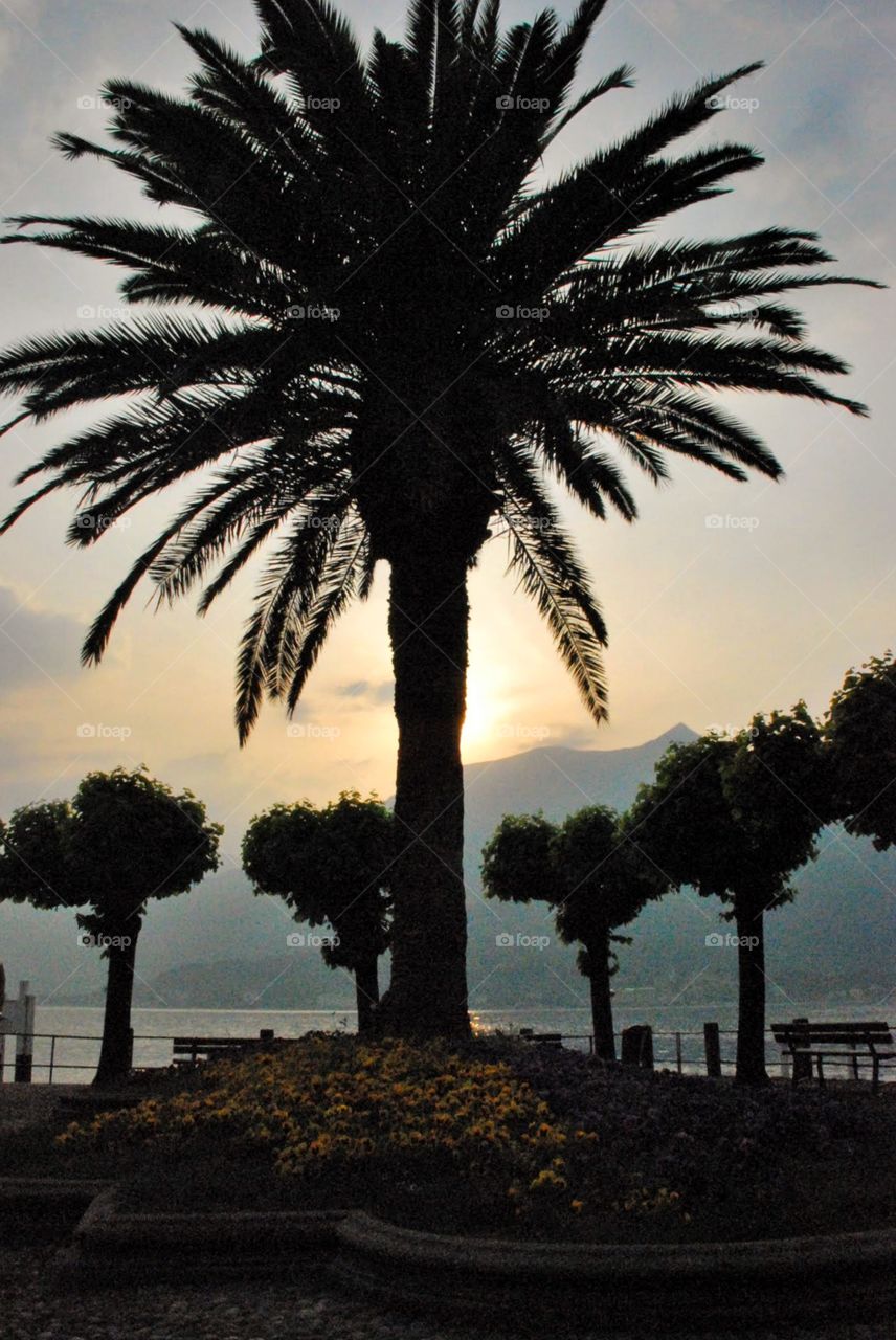 Palm tree silhouette 
