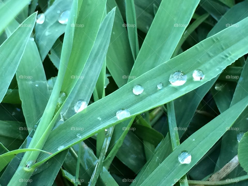 Drops on the grass